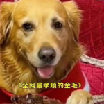 网红金毛犬,治愈系萌宠的明星之路